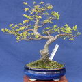 Chinese Elm,Chinese Lacebark Elm,نارون چینی